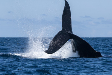 A Humpback whale, Megaptera novaeangliae, raises its powerful fluke out of the sea. The Atlantic...