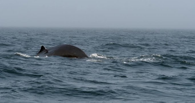 Humpback whale diving and showing off its tail