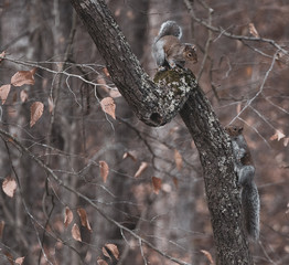 Squirrels at Play