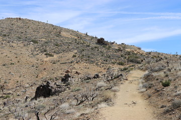 Joshua tree, California