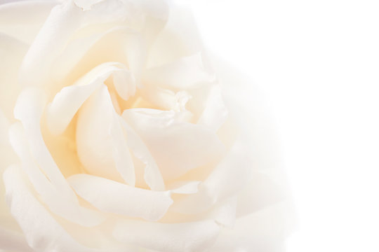 feminine floral background of white rose