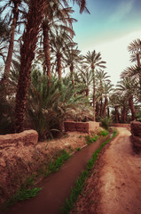 Obraz premium Traditional agriculture in the desert oases in Morocco