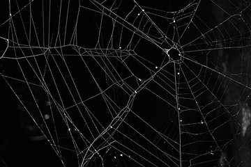 dark cobweb with black background