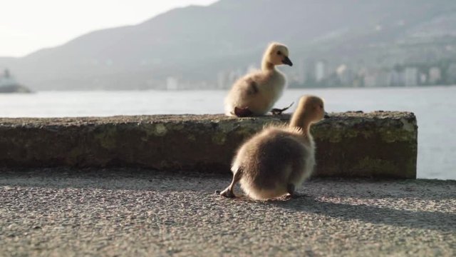 Canada geese ducklings walking in a clumsy manner
