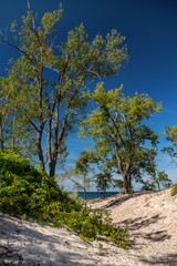 Fototapeta na wymiar trees in sand dunes Sandbanks prov. park Ontario Canada
