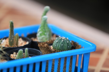 cactus in a pot