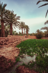 Traditional agriculture in the desert oases in Morocco