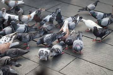 Obraz premium feeding pigeons in park