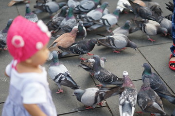 feeding pigeons in park