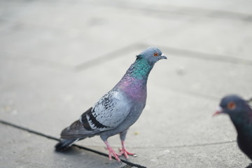 feeding pigeons in park