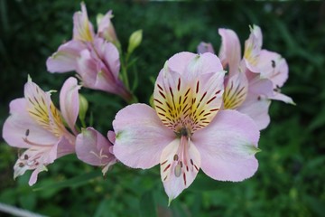 Fototapeta premium 屋外に咲いたピンクのアルストロメリアの花