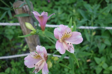 屋外に咲いたピンクのアルストロメリアの花