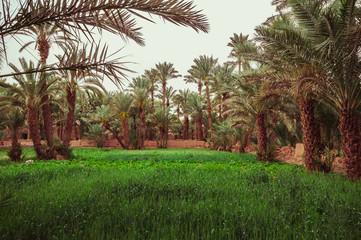 Traditional agriculture in the desert oases in Morocco