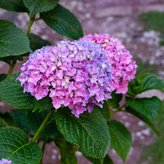 Blue and violet flowers of the park