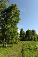 Fototapeta premium Summer landscape near lake Krasilovo in the Altai territory.Western Siberia. Russia