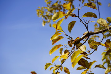 ヒトツバタゴ　木　紅葉　冬