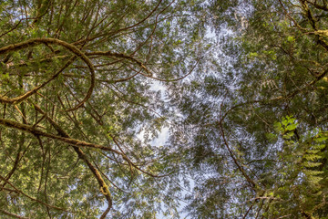 Tree canopy from forest floor