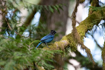 Steller's Jay perched in tree