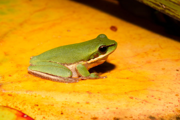 Close up of a Wallum sedge frog also known as a Olongburra frog.