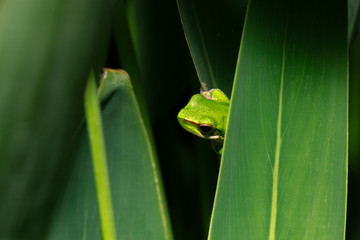 Close up of a Wallum sedge frog also known as a Olongburra frog.