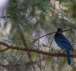 Steller's Jay perched in tree