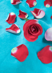  rose pink and red on blue turquoise background