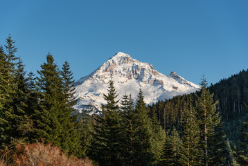 Mt Hood with forest in foreground