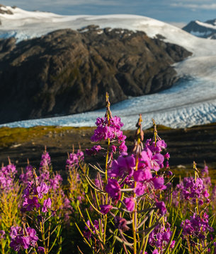 Purple Wildflowers In Alaska's Alpine Climate In Kenai Fjords National Park