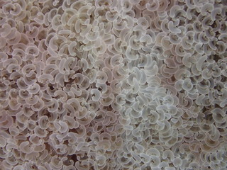 coral found at coral reef area at Tioman island, Malaysia