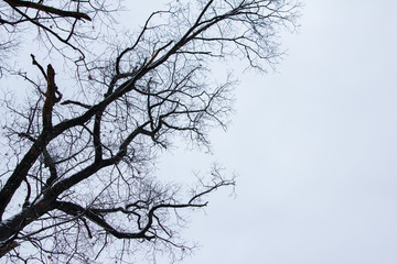 Bare Tree Branches Against Grey Stormy Sky