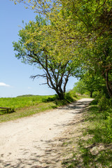 Dirt Path Shaded by Tall Green Trees