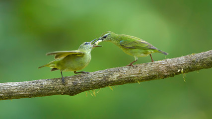 Mielero alimentando