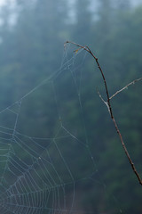 Spiderweb with Water Droplets on Branch with Blurry Background