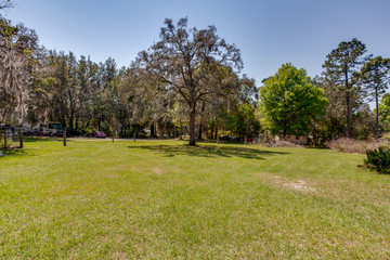 Empty meadow with tall trees nearby