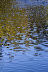 Trees Reflected on Ripples of Blue Lake Water