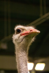 Close-up of Ostrich Head Looking Away From Camera