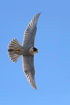 Halcon peregrino vuelo