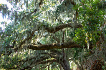 Close-up of Trees Covered in Spanish Moss with Bright Sunlight