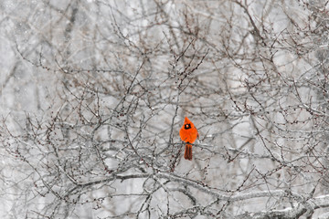 Cardinal in the Snow