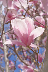 Fototapeta premium Flower pink Magnolia Soulangeana