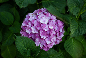 Flower in the Garden