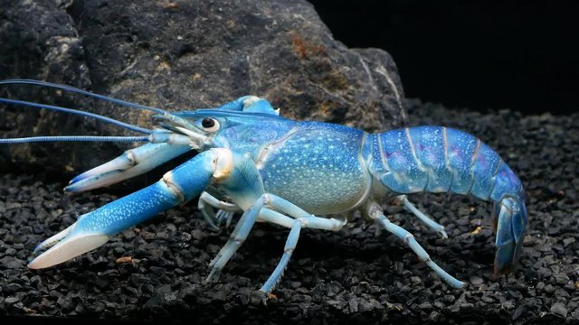 Blue lobster on black stone