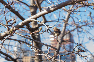 sparrow on branch of tree in boston massachuesetts 
