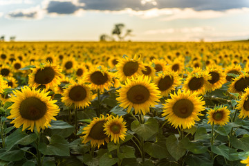 Sunflower Field