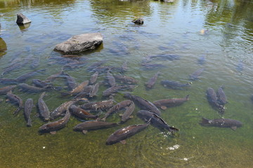 池で泳ぐ鯉