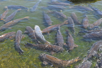 池で泳ぐ鯉