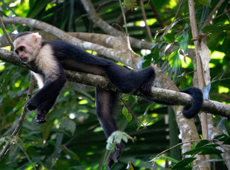 White Faced Capuchin Monkey, Costa Rica
