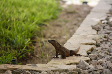 lizard on a rock