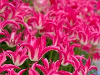 Pink tulips