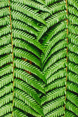 Green tropical background. Perfect fern leaves texture. Abstract lines in nature, geometric figure. Nature concept, vertical photo.